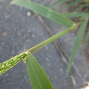 Eragrostis mexicana at Parkes, ACT - 14 Jan 2019