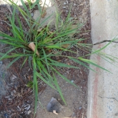 Eragrostis mexicana at Parkes, ACT - 14 Jan 2019