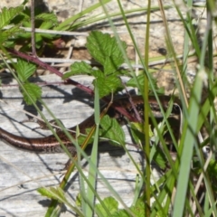 Eulamprus tympanum (Southern Water Skink) at Gibraltar Pines - 12 Jan 2019 by Christine