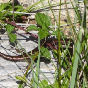 Eulamprus tympanum at Paddys River, ACT - 13 Jan 2019