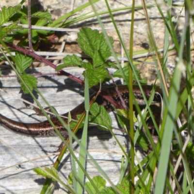 Eulamprus tympanum (Southern Water Skink) at Paddys River, ACT - 12 Jan 2019 by Christine