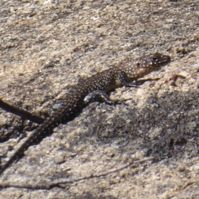 Egernia cunninghami (Cunningham's Skink) at Paddys River, ACT - 12 Jan 2019 by Christine
