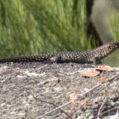 Egernia cunninghami at Paddys River, ACT - 13 Jan 2019