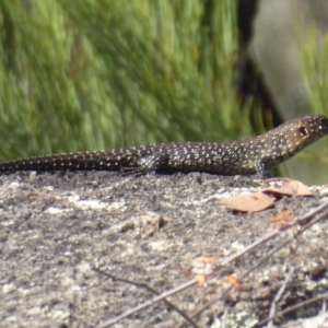 Egernia cunninghami at Paddys River, ACT - 13 Jan 2019