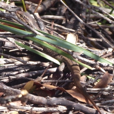 Liopholis whitii (White's Skink) at Paddys River, ACT - 13 Jan 2019 by Christine