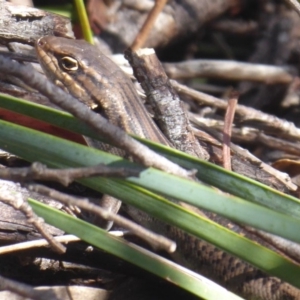 Liopholis whitii at Paddys River, ACT - 13 Jan 2019 09:01 AM