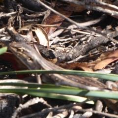 Liopholis whitii at Paddys River, ACT - 13 Jan 2019 09:01 AM