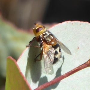 Microtropesa sp. (genus) at Paddys River, ACT - 13 Jan 2019