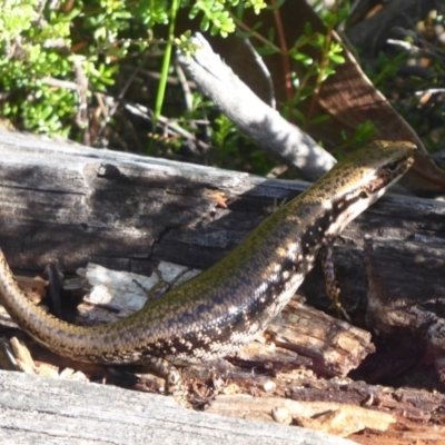 Eulamprus tympanum (Southern Water Skink) at Paddys River, ACT - 13 Jan 2019 by Christine