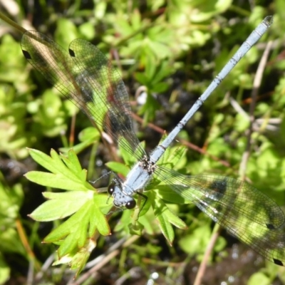 Griseargiolestes intermedius (Alpine Flatwing) at Paddys River, ACT - 13 Jan 2019 by Christine