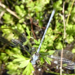 Griseargiolestes intermedius at Paddys River, ACT - 13 Jan 2019