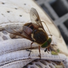 Tabanidae (family) (Unidentified march or horse fly) at Paddys River, ACT - 12 Jan 2019 by Christine