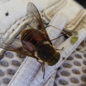 Tabanidae (family) at Paddys River, ACT - 13 Jan 2019 09:11 AM