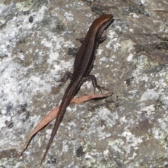 Lampropholis guichenoti (Common Garden Skink) at Gibraltar Pines - 12 Jan 2019 by Christine