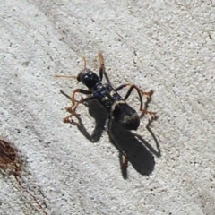 Trogodendron sp. (genus) (Clerid beetle) at Paddys River, ACT - 13 Jan 2019 by Christine