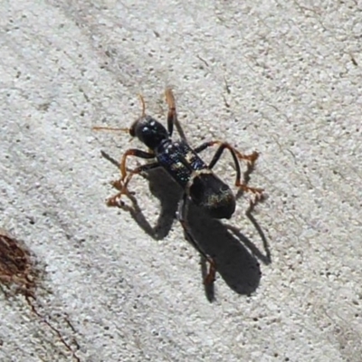 Trogodendron sp. (genus) (Clerid beetle) at Paddys River, ACT - 13 Jan 2019 by Christine