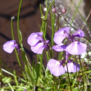 Utricularia dichotoma at Paddys River, ACT - 13 Jan 2019 09:53 AM