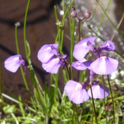 Utricularia dichotoma (Fairy Aprons, Purple Bladderwort) at Paddys River, ACT - 12 Jan 2019 by Christine