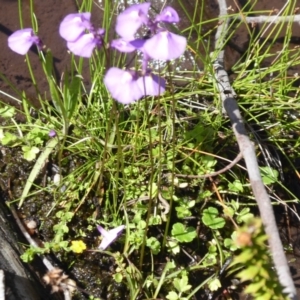 Utricularia dichotoma at Paddys River, ACT - 13 Jan 2019 09:53 AM