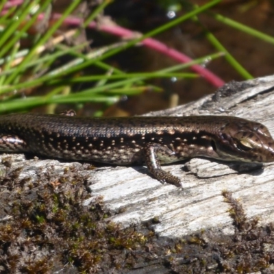 Eulamprus tympanum (Southern Water Skink) at Paddys River, ACT - 13 Jan 2019 by Christine