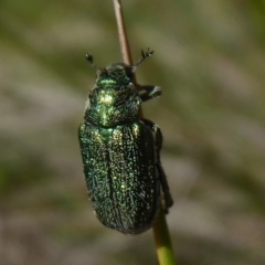 Diphucephala sp. (genus) (Green Scarab Beetle) at Paddys River, ACT - 13 Jan 2019 by Christine