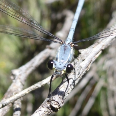 Griseargiolestes intermedius (Alpine Flatwing) at Paddys River, ACT - 12 Jan 2019 by Christine