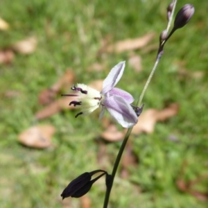 Arthropodium milleflorum at Paddys River, ACT - 13 Jan 2019 10:57 AM