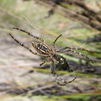Plebs bradleyi (Enamelled spider) at Gibraltar Pines - 13 Jan 2019 by Christine