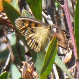 Heteronympha cordace at Paddys River, ACT - 13 Jan 2019