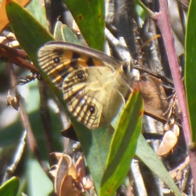 Heteronympha cordace (Bright-eyed Brown) at Paddys River, ACT - 13 Jan 2019 by Christine