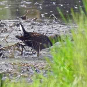 Porzana fluminea at Fyshwick, ACT - 14 Jan 2019 09:19 AM