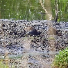 Porzana fluminea at Fyshwick, ACT - 14 Jan 2019 09:19 AM