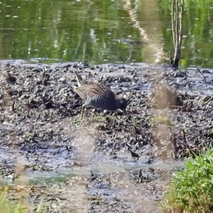 Porzana fluminea at Fyshwick, ACT - 14 Jan 2019 09:19 AM