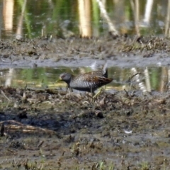 Porzana fluminea at Fyshwick, ACT - 14 Jan 2019 09:19 AM