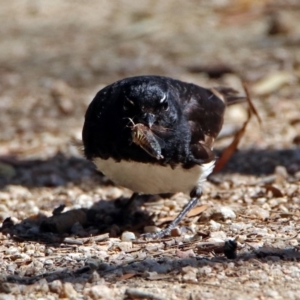 Rhipidura leucophrys at Fyshwick, ACT - 14 Jan 2019