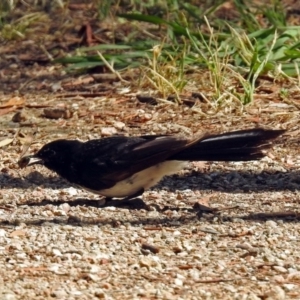 Rhipidura leucophrys at Fyshwick, ACT - 14 Jan 2019