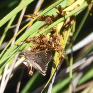 Hesperilla donnysa at Tharwa, ACT - suppressed