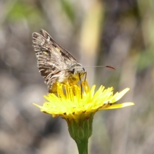 Hesperilla donnysa at Tharwa, ACT - 13 Jan 2019