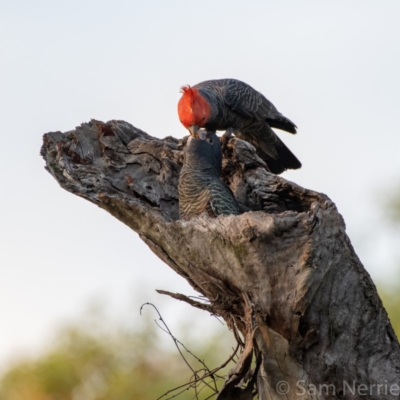 Callocephalon fimbriatum (Gang-gang Cockatoo) at Undefined, ACT - 12 Jan 2019 by Sam