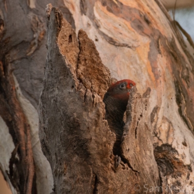 Callocephalon fimbriatum (Gang-gang Cockatoo) at Federal Golf Course - 13 Jan 2019 by Sam