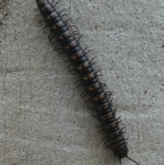 Paradoxosomatidae sp. (family) (Millipede) at Cotter River, ACT - 11 Jan 2019 by HarveyPerkins