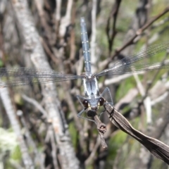 Austroargiolestes calcaris (Powdered Flatwing) at Paddys River, ACT - 13 Jan 2019 by Christine