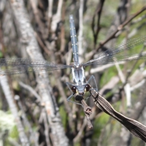 Austroargiolestes calcaris at Paddys River, ACT - 13 Jan 2019 09:09 AM