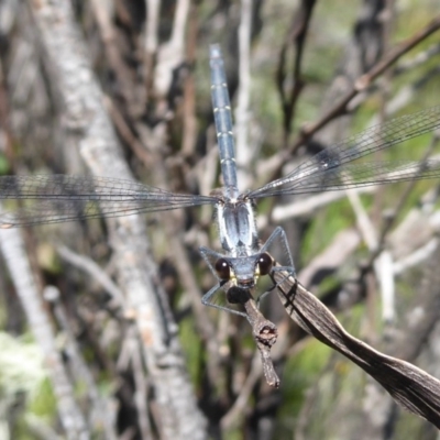 Austroargiolestes calcaris (Powdered Flatwing) at Paddys River, ACT - 13 Jan 2019 by Christine