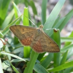 Scopula rubraria (Reddish Wave, Plantain Moth) at Symonston, ACT - 13 Jan 2019 by Christine