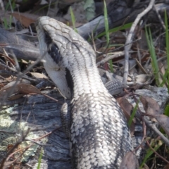 Tiliqua scincoides scincoides (Eastern Blue-tongue) at Symonston, ACT - 14 Jan 2019 by Christine