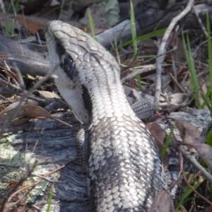 Tiliqua scincoides scincoides at Symonston, ACT - 14 Jan 2019