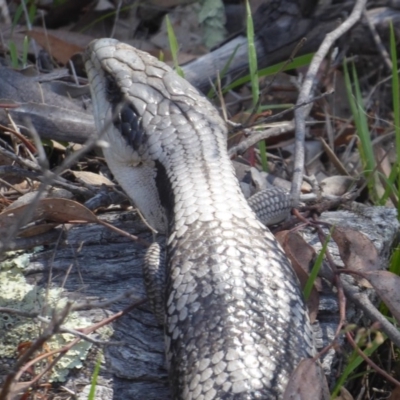 Tiliqua scincoides scincoides (Eastern Blue-tongue) at Symonston, ACT - 14 Jan 2019 by Christine