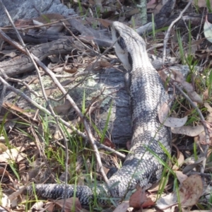 Tiliqua scincoides scincoides at Symonston, ACT - 14 Jan 2019