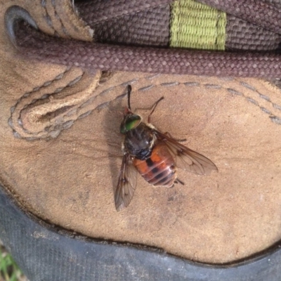 Tabanidae (family) (Unidentified march or horse fly) at Booth, ACT - 11 Jan 2019 by KMcCue